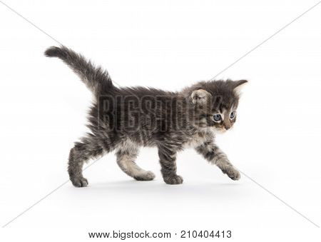 Cute Tabby Kitten
