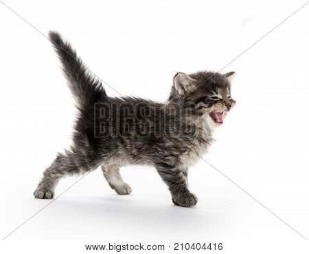 Cute Tabby Kitten
