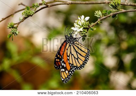 Queen butterfly upside down, feeding on flower
