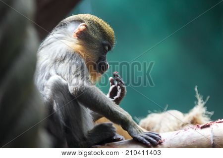A Portrait View Of A Diana Monkey