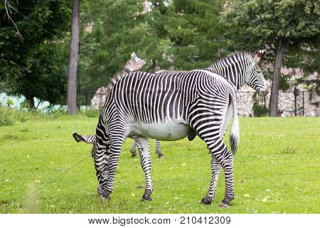 Zebra In A Green Savanna