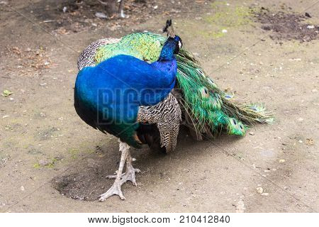 Peacock With Feathers Out, Pavlin Bird, Blue And Green Colour Feathers, Fluff Tail. Macro Portrait