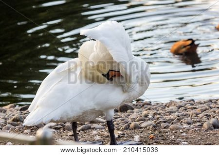 White Swan Near The Lake