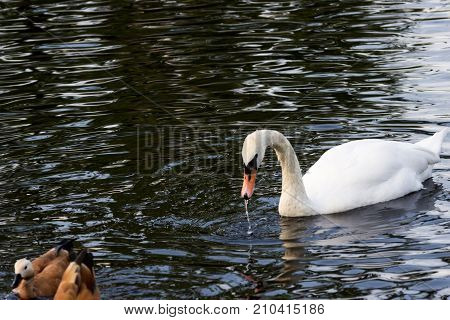 White Swan Swimming On The Lake