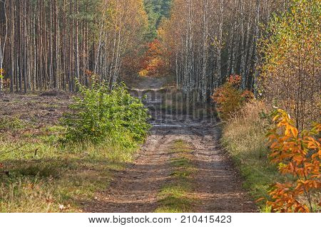 Uncured ground road. Peeled with a layer of brown, fallen leaves. Both sides grow tall, deciduous forest. It is autumn. The leaves on the trees are green and brown in color. It's daytime.