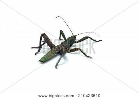 Thorny devil stick insect - Eurycantha calcarata isolated on white