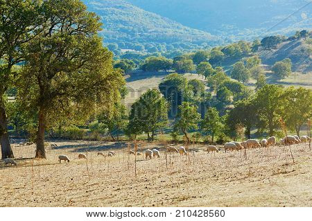 Sheep Herd On Pasture In Sardinia