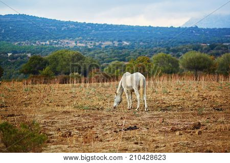 White Horse On Pasture In Sardinia