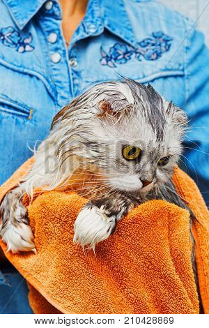 Lop Ears Scottish Cat After Wash