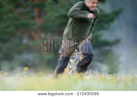 Man running before dangerous tiger on greass