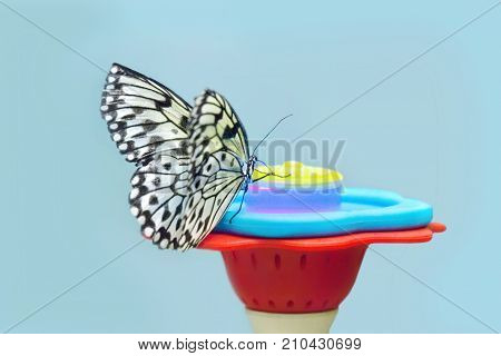 Idea leuconoe butterfly in front drinking water on blue background