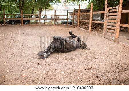 A large beautiful black and young horse with a dark mane on the farm on a blurred background. Animals concept.