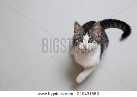 Cute Lying Cat