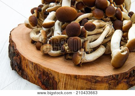 group of honey mushrooms on wood table
