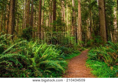 Giant trees and a hiking Path in Redwood Forest.