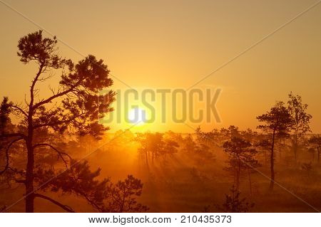 mystical foggy sunrise or sunset in pine taiga