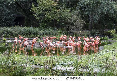 Pink Flamingos In Nature