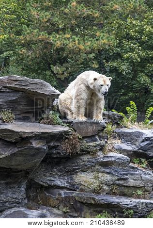 One White Polar Bear in a Zoo