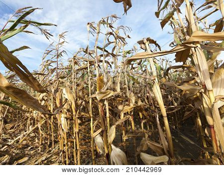 Open Corn Cobs On An Agricultural Field In The Autumn Season.