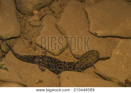 An Eastern Hellbender crawling on the creek bottom foraging for crayfish.