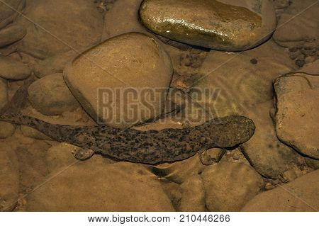 An Eastern Hellbender crawling on the creek bottom foraging for crayfish.
