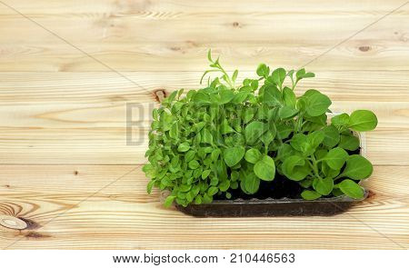 Potted seedlings growing in biodegradable peat moss pots on wooden background with copy space Seedlings on the vegetable tray.