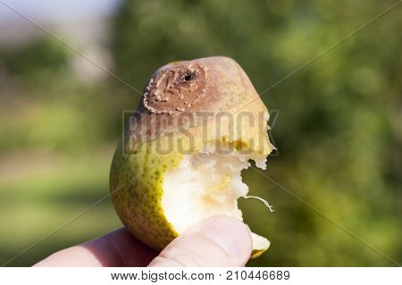 A Bitten Ripe Pear On The Half Of Which There Are Traces Of Rot. Fruit Is In The Hands Of A Man. Clo