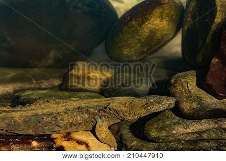 An Eastern Hellbender crawling on the creek bottom foraging for crayfish.