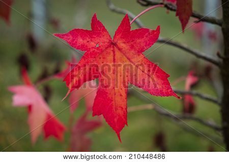 American sweet-gum tree red autumn leaf closeup. Liquidambar styraciflua