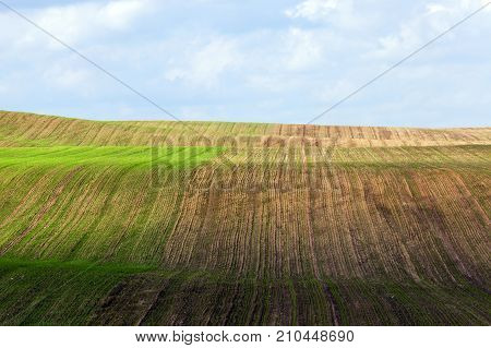 Field On The Half Of Which Grows Green Wheat, And In The Second Half Was Recently Planted And Only B