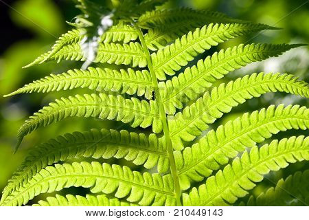 A Beautifully Lit Fern Leaf Over Which The Ant Runs. Photo Close-up In The Summer.