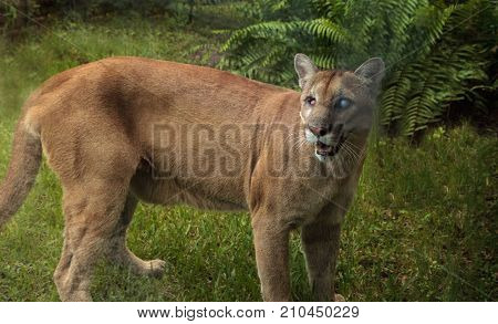 Florida Panther Puma Concolor Coryi Blinded By A Shotgun