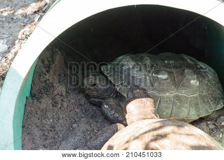 Two gopher tortoise Gopherus polyphemus together in a burrow in the southeastern United States