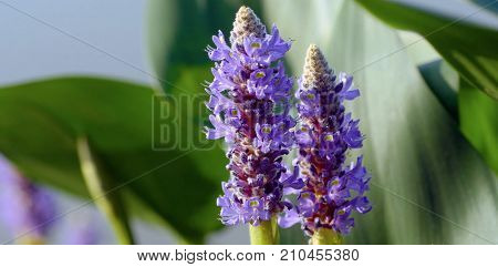 Close-up of a pickerelweed growing in Canada