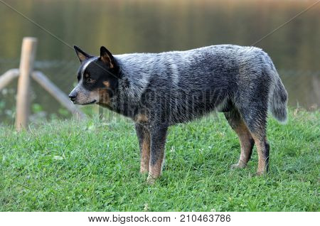 Australian Cattle Dog