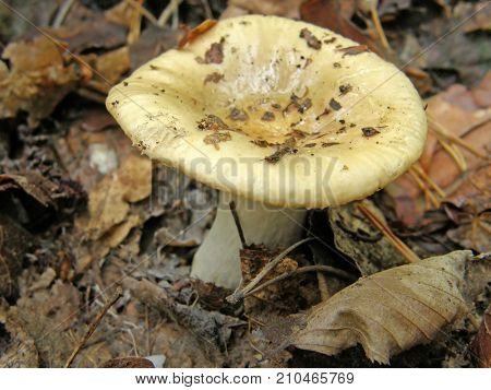 Forest mushroom photo. Very beautiful image