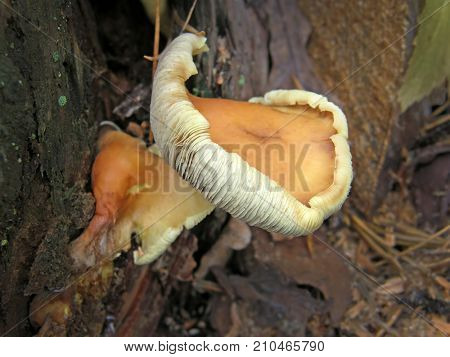 Forest mushroom photo. Very beautiful image