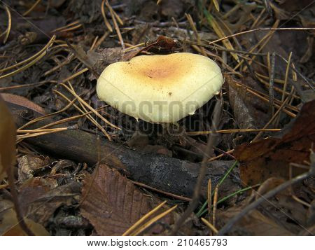 Forest mushroom photo. Very beautiful image