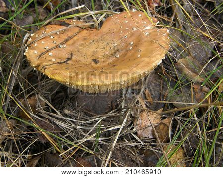 Forest mushroom photo. Very beautiful image
