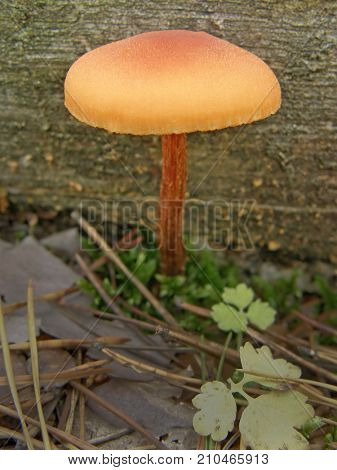 Forest mushroom photo. Very beautiful image