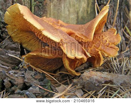 Forest mushroom photo. Very beautiful image