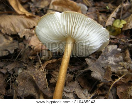 Forest mushroom photo. Very beautiful image