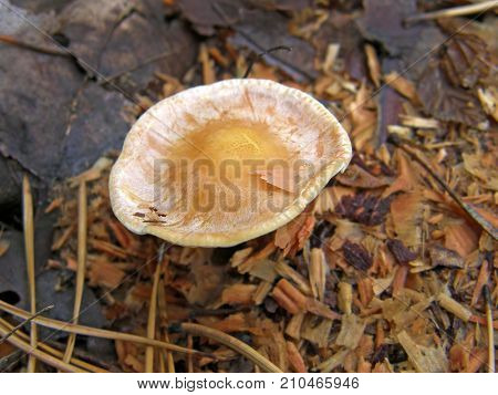 Forest mushroom photo. Very beautiful image