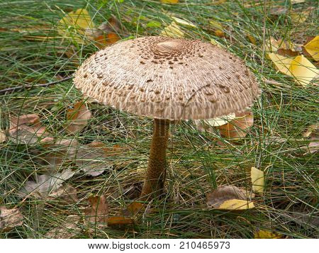 Forest mushroom umbrella. Very beautiful image