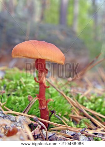 Forest mushroom photo. Very beautiful image
