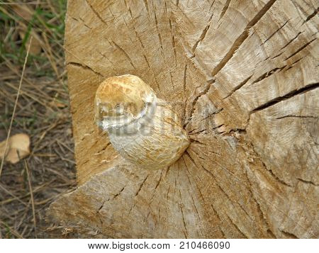 mushroom Pholiota destruens. Very beautiful image