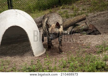 Striped Hyena Called Hyaena Hyaena