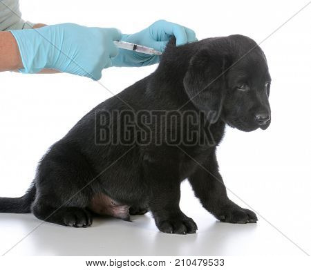 labrador retriever puppy getting vaccinated on white background