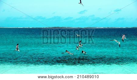 view of seagulls flying along the ocean in los roques - venezuela
