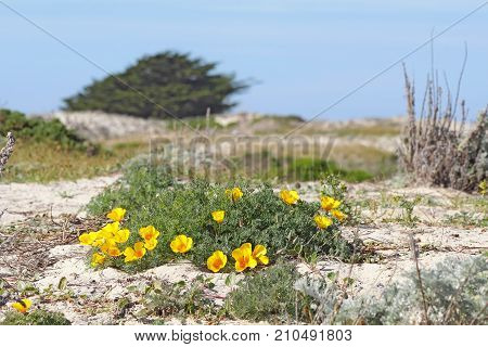 Bright orange flowers of a clump of California poppies (Eschscholzia californica variety maritima) growing on a sand dune at Asilomar State Beach in Pacific Grove near Monterey